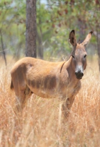 Donkey on a North Kimberley Station